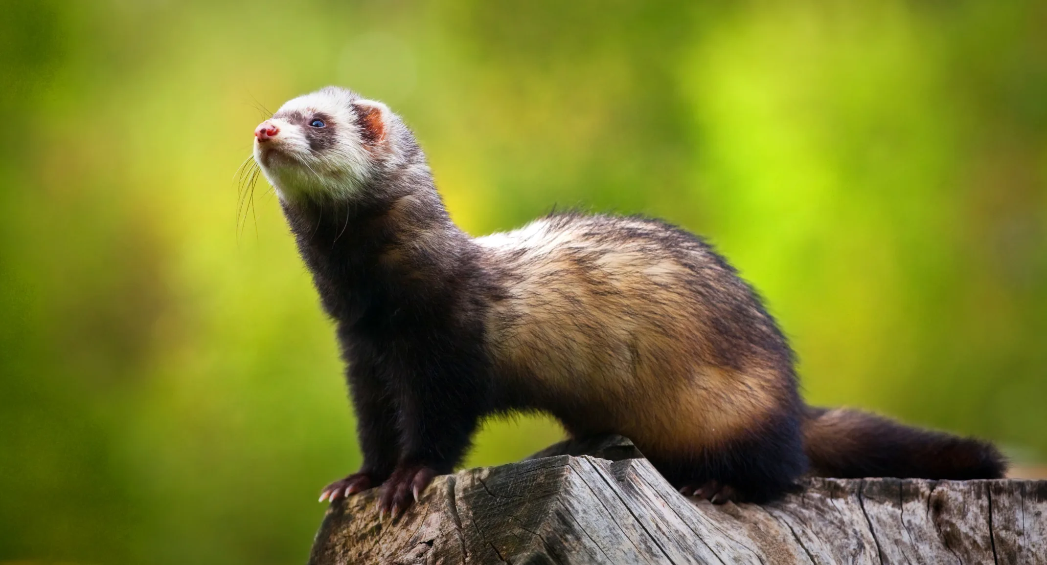Ferret standing on wood with green background